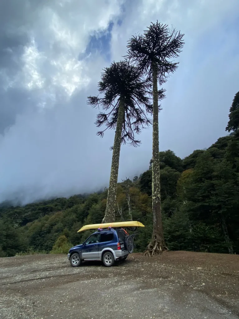 Auto con kayak bajo araucarias durante una ruta por el sur de Chile